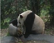 pic for Giant panda 